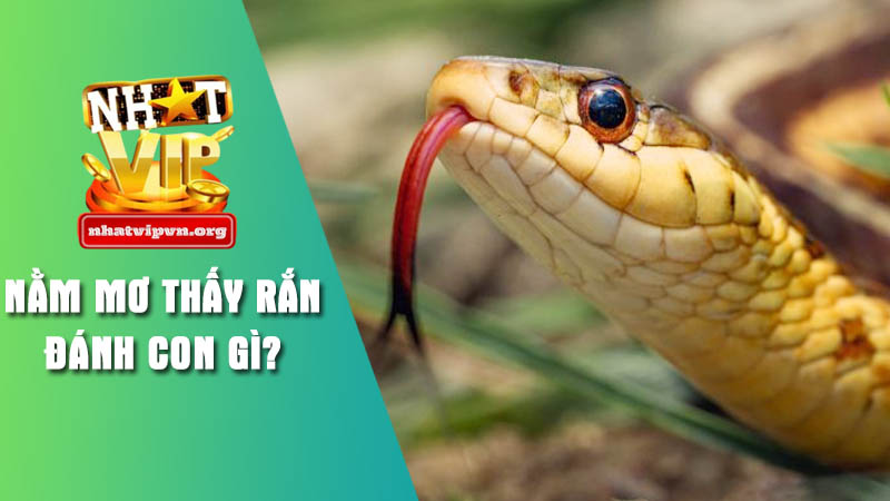 Giải mã ý nghĩa mơ thấy rắn từ chuyên gia Nhatvip