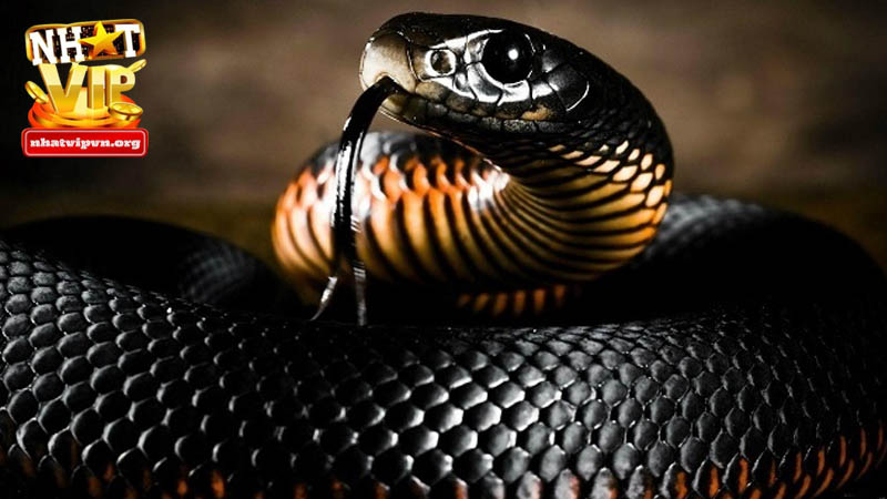 Tổng hợp bộ số lô đề khi mơ thấy rắn